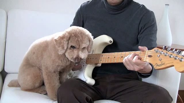 'Guitar Playing Dog' toy poodle MOCHA _ JPN