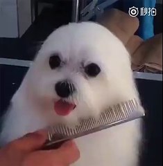Phoque ou chien ?