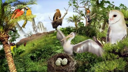 The last cranes of Cambodia | Environment