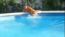 NEW - Cat falling into the swimming pool - HILARIOUS