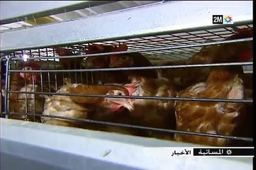 دوزيم تكشف سر الفيروس الذي ضرب ضيعات تربية الدواجن ضواحي المحمدية