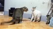 Angry Cats Fighting - Funny Video