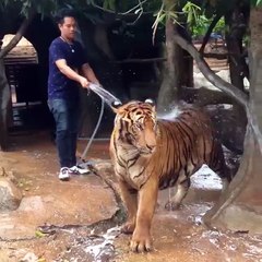 TIGER in cup and it will happen something terrible soon.....