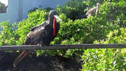 Santa Cruz, Galapagos, Ecuador in 4K (Ultra HD)