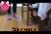 Funny Cat Video Funny Pranks Funny Animals Amazing Scary Cats