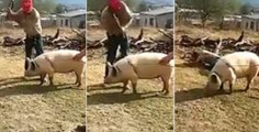 Pork Chop Fail! Farmer Tries To Kill His Pig With Axe But Knocks Himself