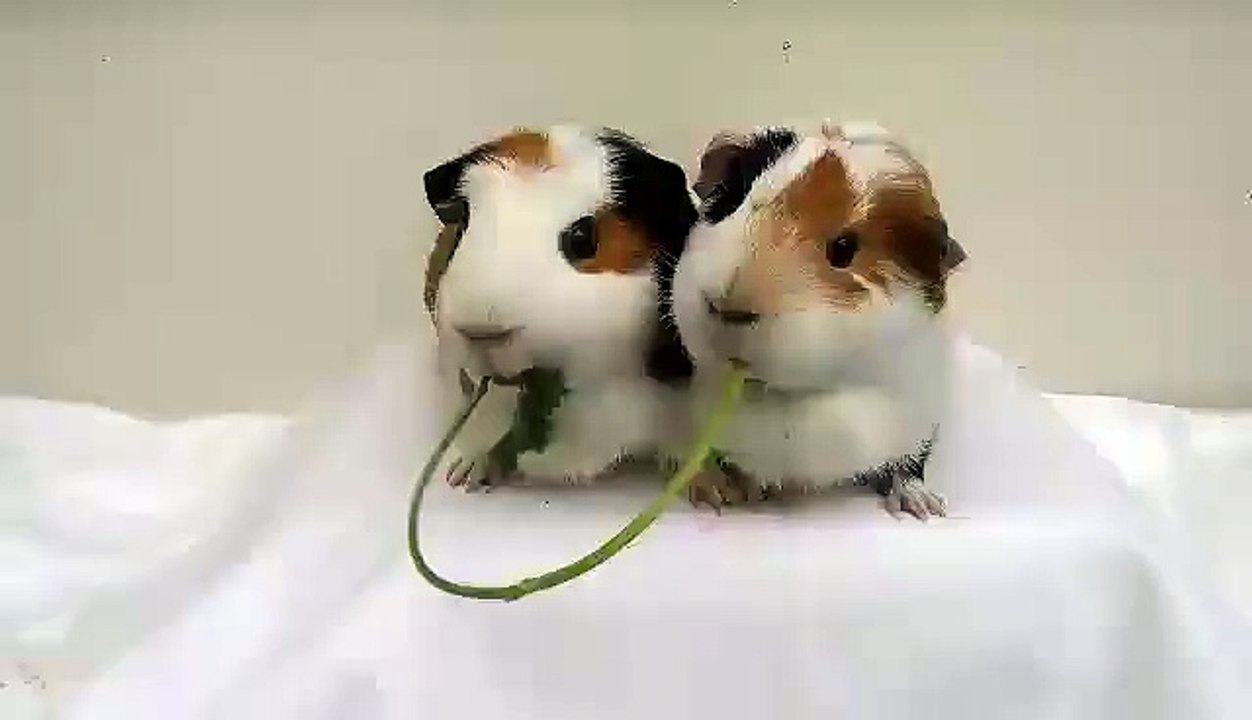 Absolutely brilliant! I love guinea pigs