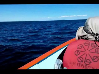 Киты Тихого Океана