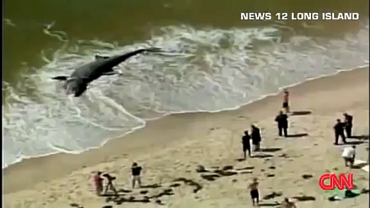 Морское чудовище