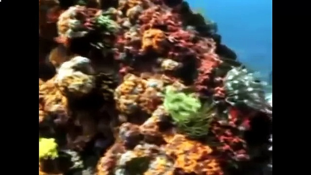 Тихий океан Подводный мир