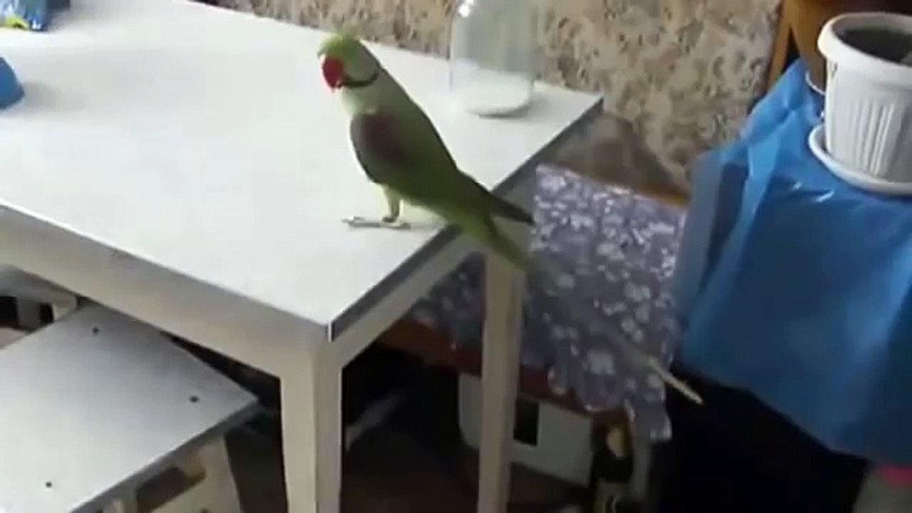 Кот пытается достать попугая с длинным хвостом!
