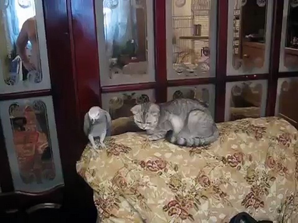 Кошка и попугай