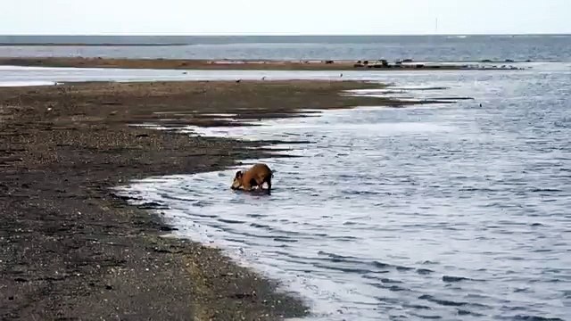 Wild boar drinking sea water! Кабаны пьют морскую воду!