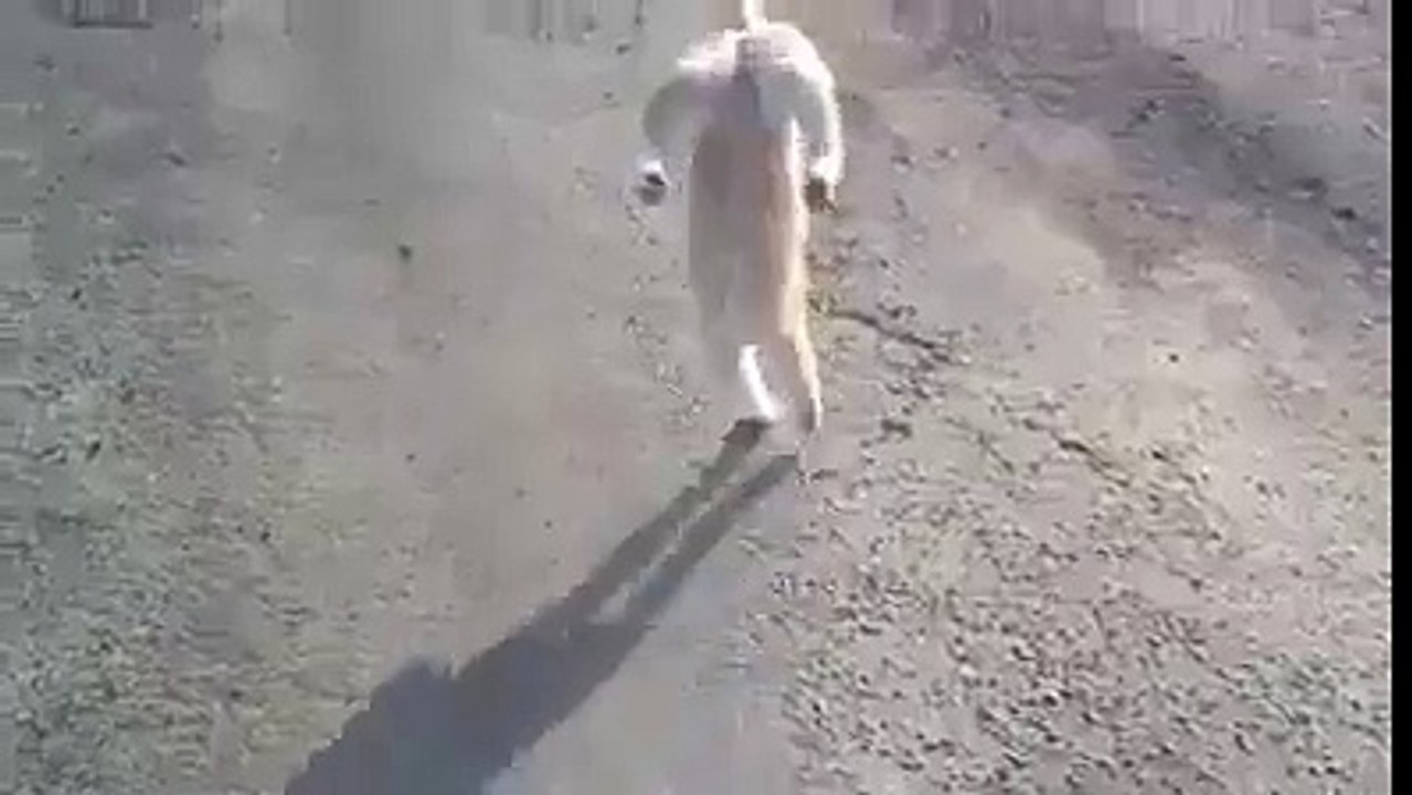 Crazy Cat - acrobat!