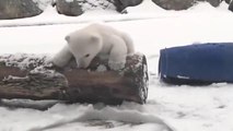 Polar bear cub sees snow for first time at Toronto Zoo
