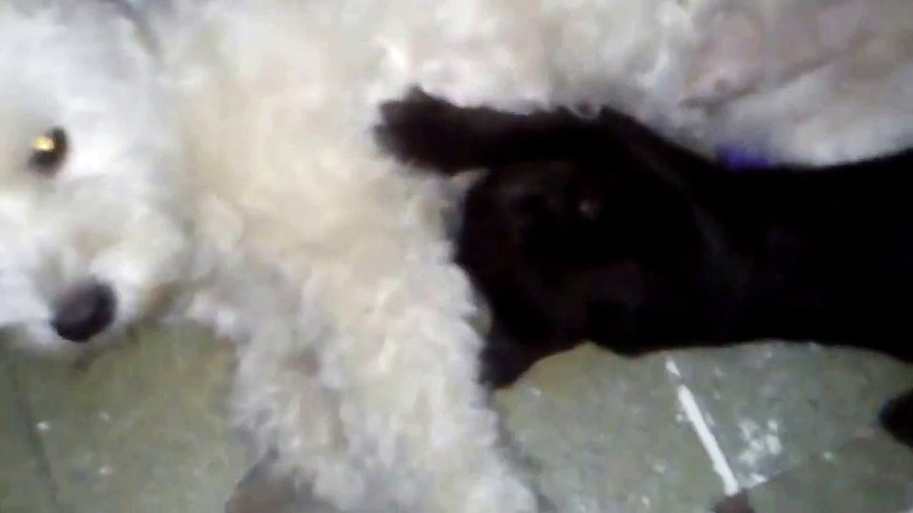 Funny cats and dogs - pedro milking Berta!