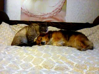 Funny cats and dogs kissing