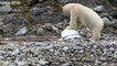 Polar Bear smashes and destroys a spy Cam during Documentary Film Making