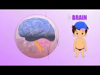 Brain - Human Body Parts - Pre School - Animated Videos For Kids
