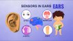 Ears - Human Body Parts - Pre School - Animated Videos For Kids