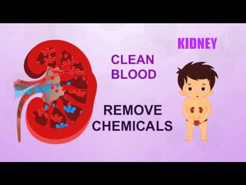 Kidney - Human Body Parts - Pre School - Animated Videos For Kids