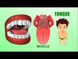 Tongue - Human Body Parts - Pre School - Animated Videos For Kids