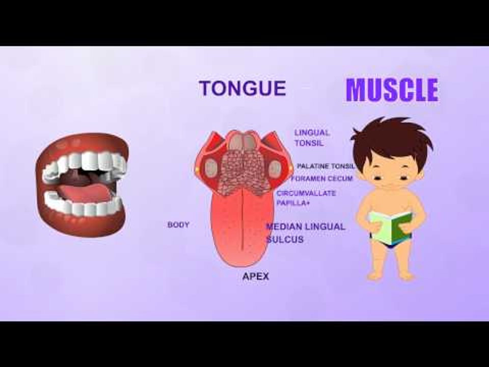 Muscle - Human Body Parts - Pre School - Animated Videos For Kids