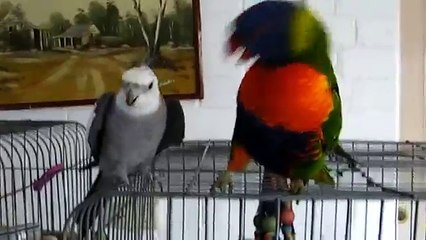 Очень внимательные попугаи