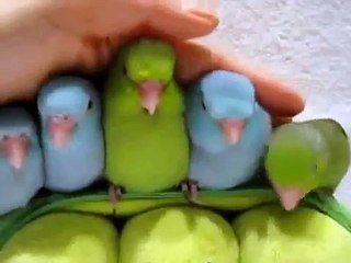 Позитивные попугаи