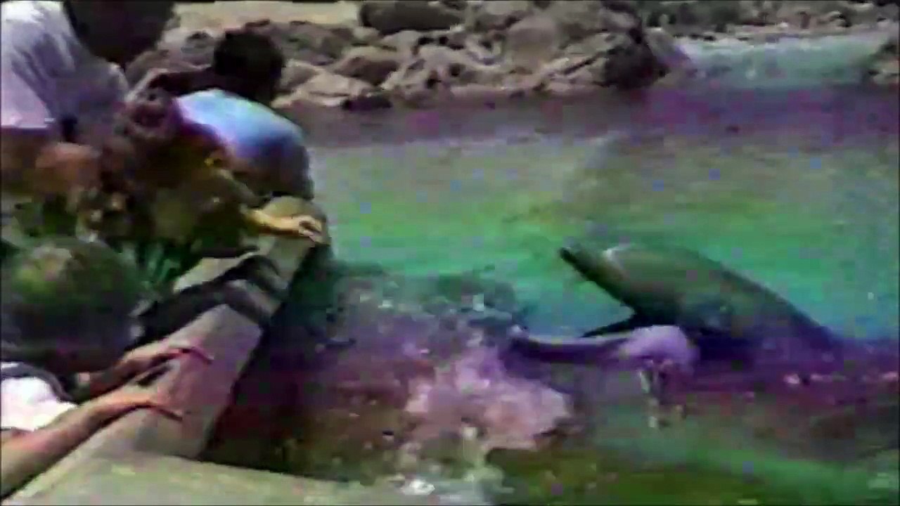 Une mouette vole le repas d'un dauphin