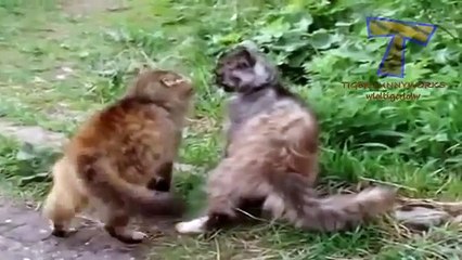 Crazy arguing cats