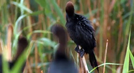Баклан малый. Pygmy Cormorant. Phalacrocorax pygmeus.