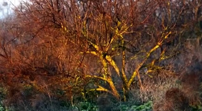 Джейраны Ширванского национального парка.