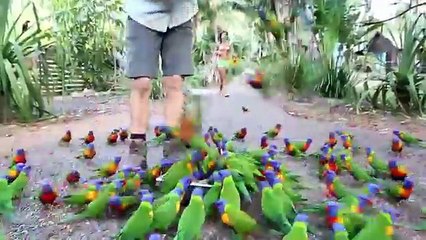 Туристы кормят попугаев лорикет