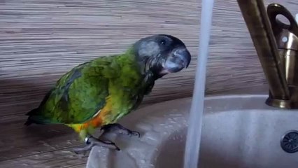 У попугая сушняк!
