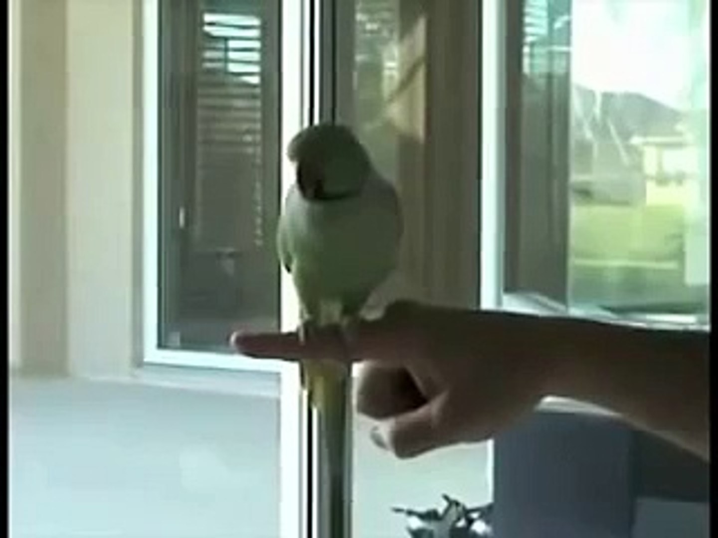 ⁣Умный индийский попугай