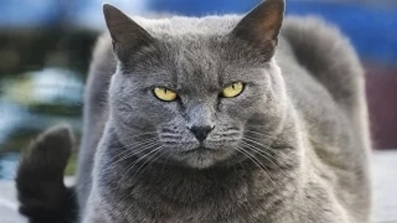 Cats Being Jerks 1 (HD) [Funny Pet Media] | Funny Cat Videos 2016