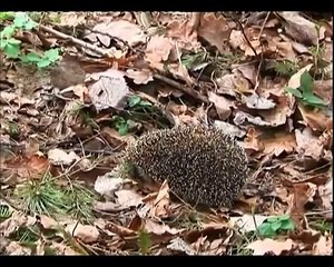 Еж и волк. Hedgehog and wolf.