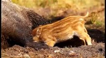 Кабан. Кормление поросят. Wild boar. Feeding piglets. Sus scrofa.