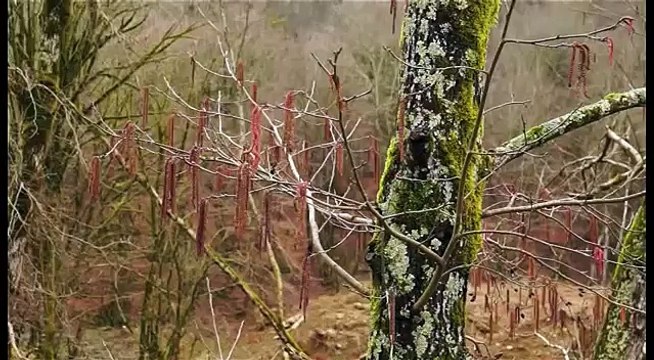 Лягушка малоазиатская. Long-legged wood frog. Rana macrocnemis