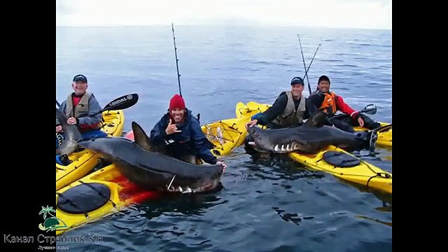 Рыбалка на акулу Как ловить акулу