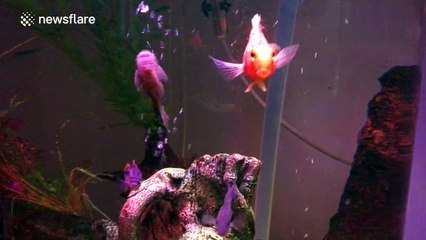 Suckerfish spits lyrics like Ed Sheeran