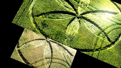 Рисунки на полях. Англия. Уилтшир. 29 июня 2015г