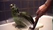 Попугай Амазон любит мыться под душем!