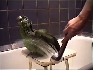 Попугай Амазон любит мыться под душем!