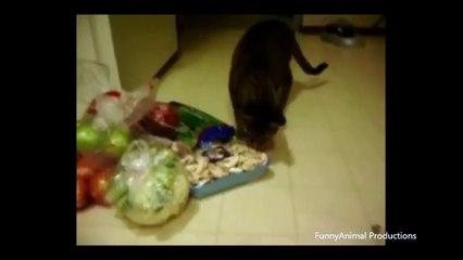 Compilation Chat vs Concombre. / compilation Cat & Cucumber.