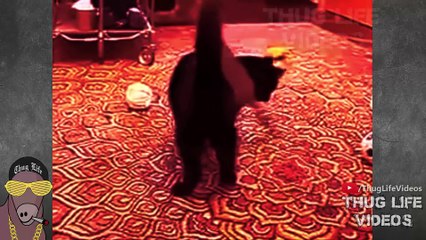 Best Thug Life Compilation of 2015 Part 56