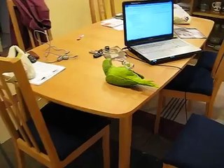 Попугай играет с ручкой