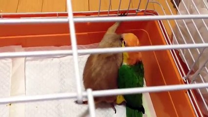 Попугай играет с сусликом