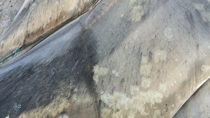 La dune mise à mal à La Torche